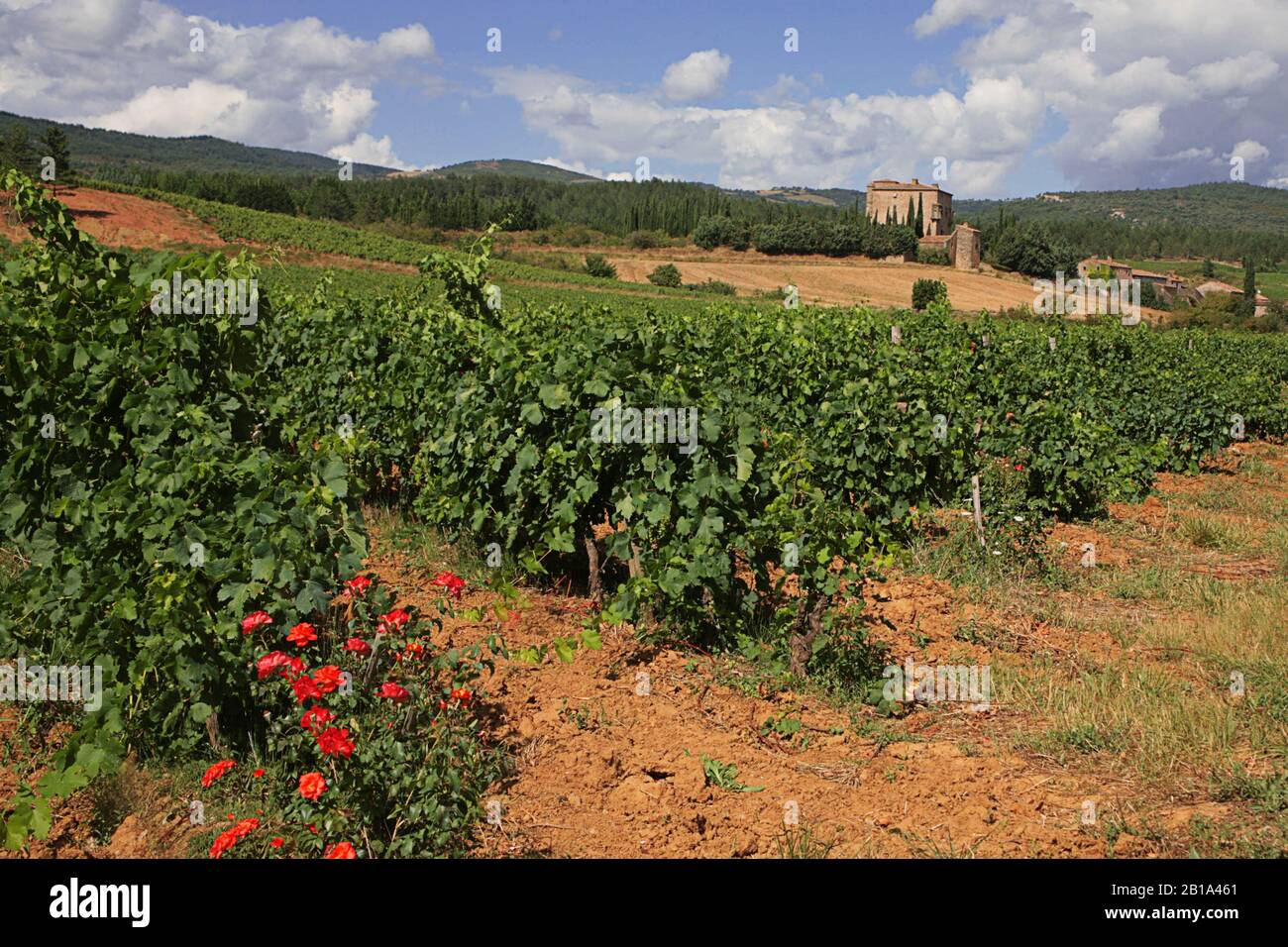 Fernsicht über die Weinberge der Château de Serres, Corbières, Aude, Okzitanien, Frankreich Stockfoto