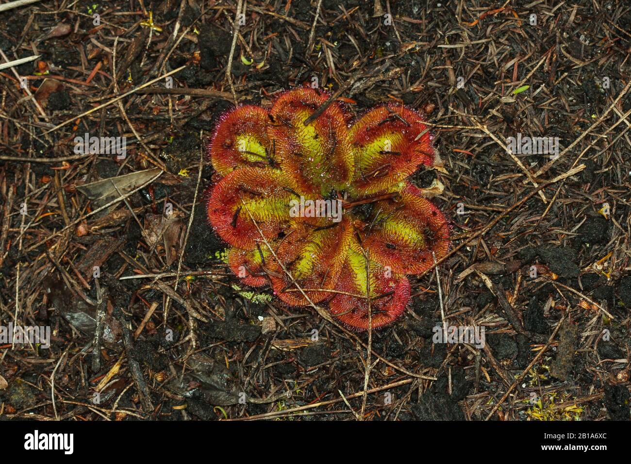 Drosera squamosa, nördlich von Harvey, Western Australia Stockfoto
