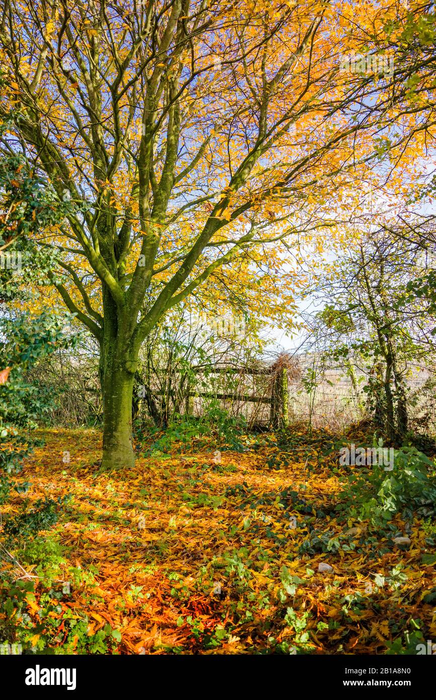 Eine Herbstliche Gartenlandschaft in einem englischen Garten mit einem Fagus sylvatica Asplenifolia Baum, der Blätter Anfang November schüttet Stockfoto