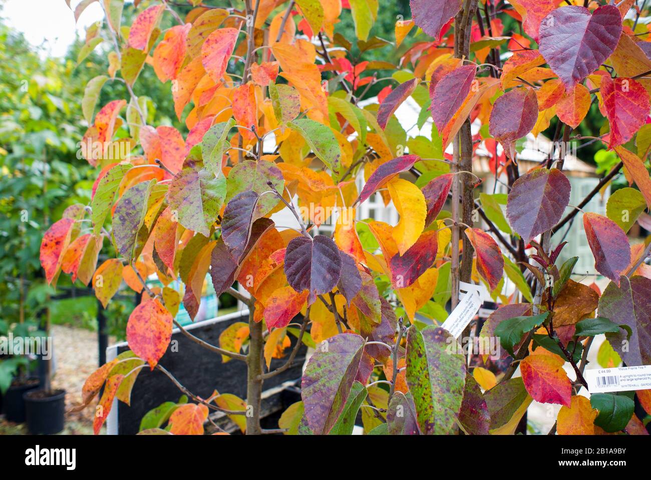 Mehrfarbige Blätter an einem Pfeiler-Crabapple-Baum zum Verkauf in einem englischen Gartencenter. Eine gute Zeit, einen Baum für den Garten auszuwählen. Stockfoto