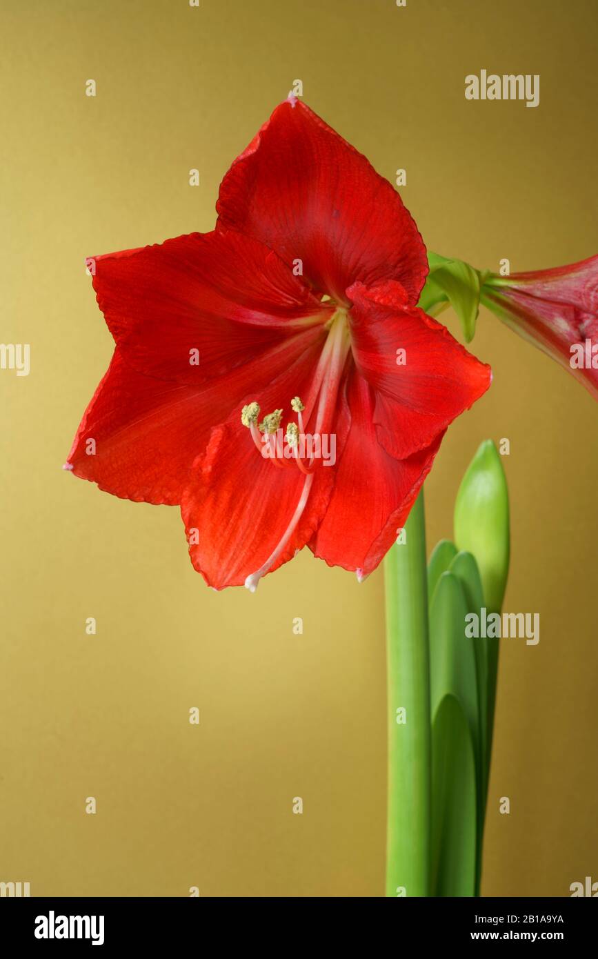 Amaryllis Topfpflanze roten Lwen in Blume mit goldenem Hintergrund  Stockfotografie - Alamy