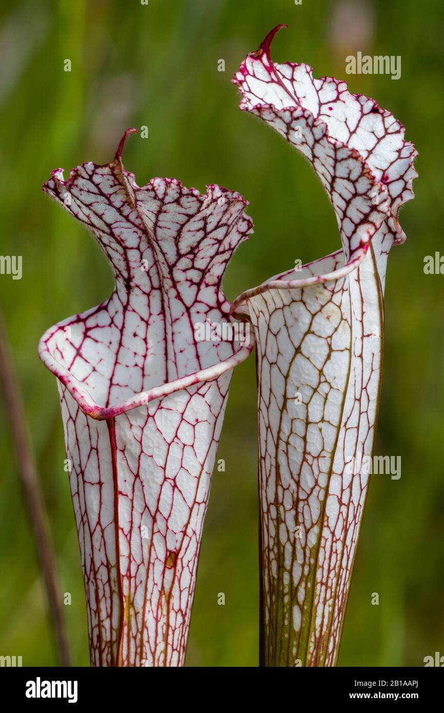 Sarracenia leucophylla am Splinter Hill Bog, Alabama Stockfoto
