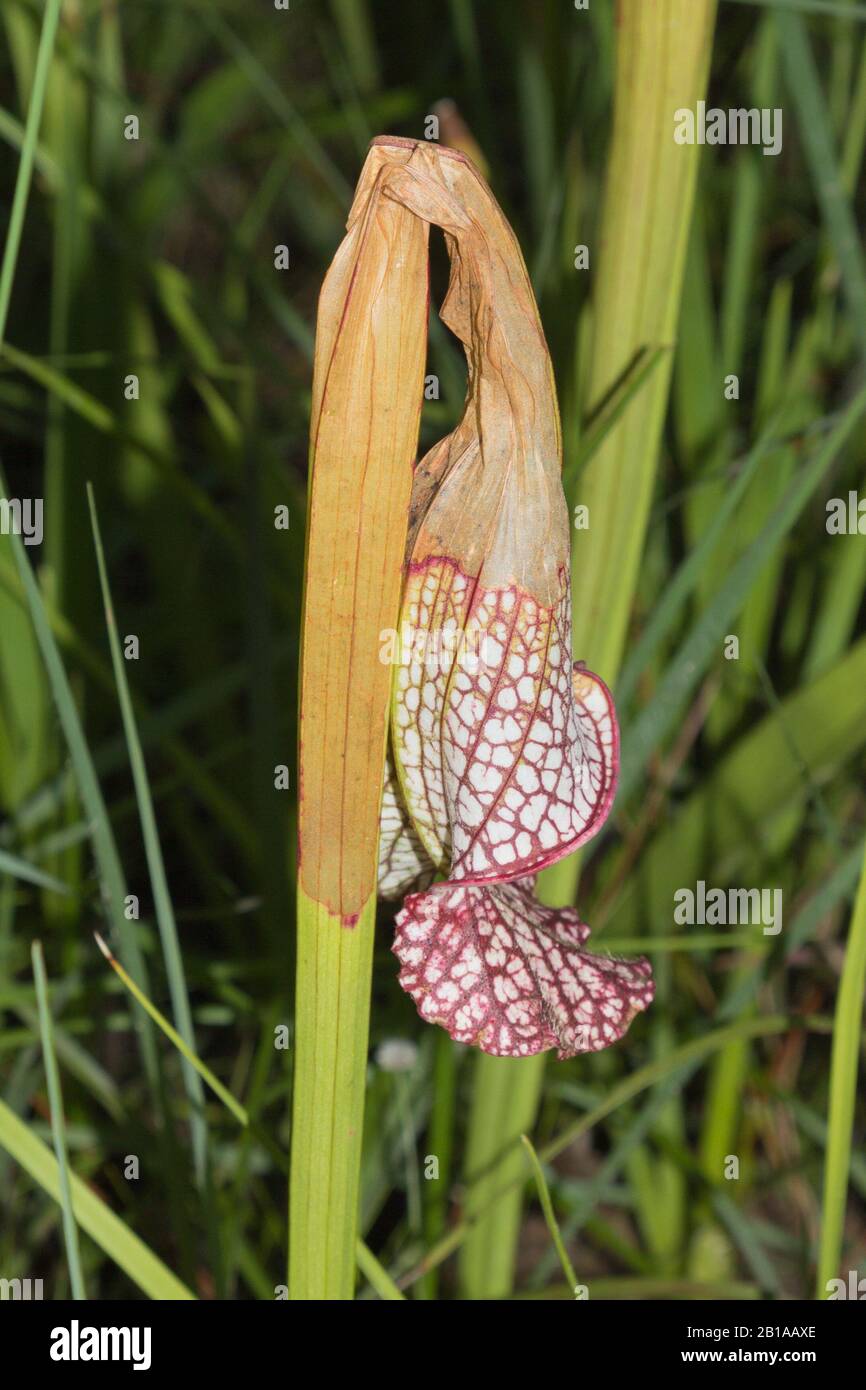 Sarracenia leucophylla infiziert mit sarracenia moth(Exyra semicrocea) bei Splinter Hill Bog, Alabama Stockfoto