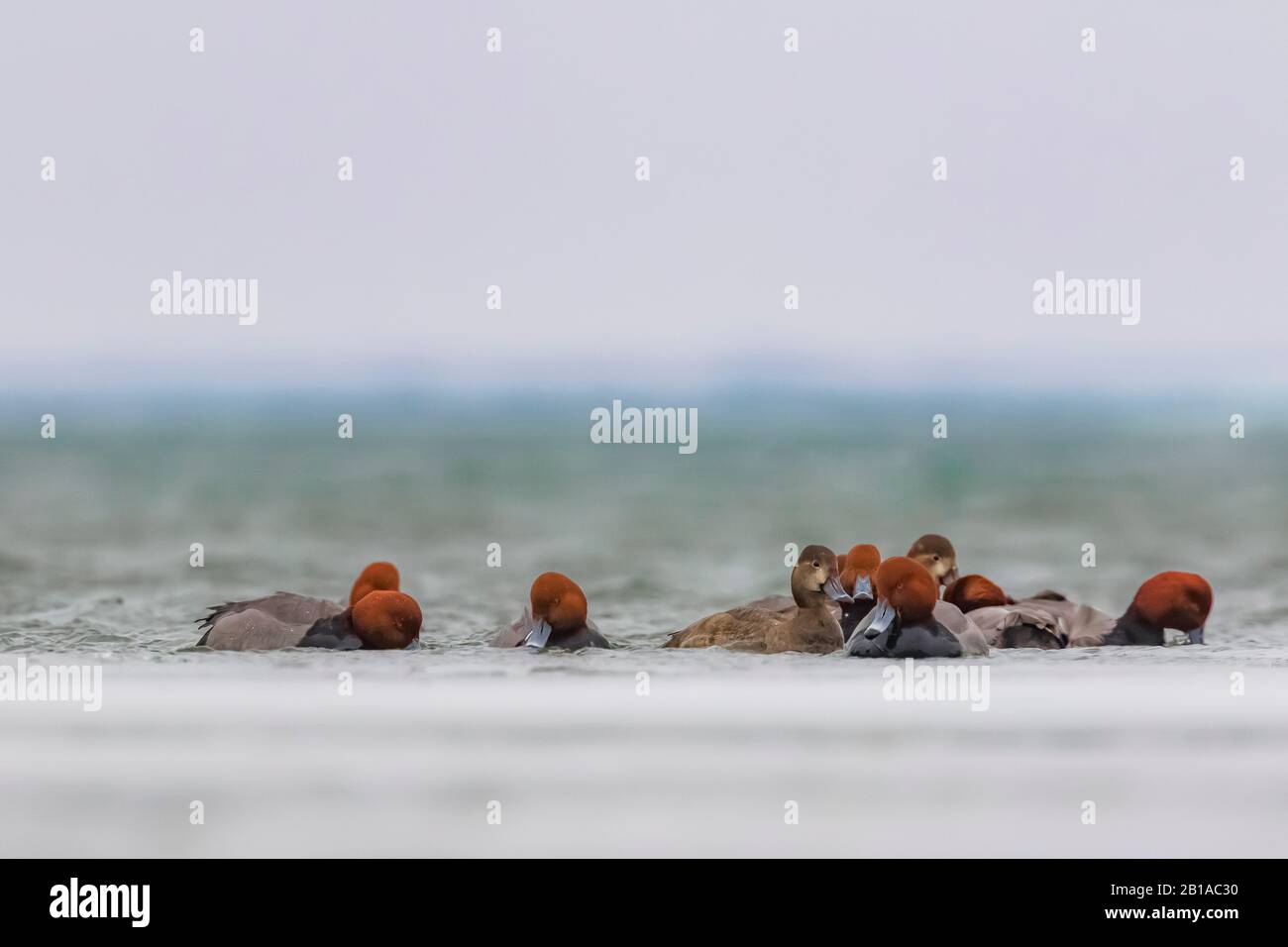 Rotkopf, Aythya Americana, Entenüberwinterung am Lake St. Clair, Teil des Systems Der Großen Seen zwischen dem Huronsee und dem Eriesee, Michigan, USA Stockfoto