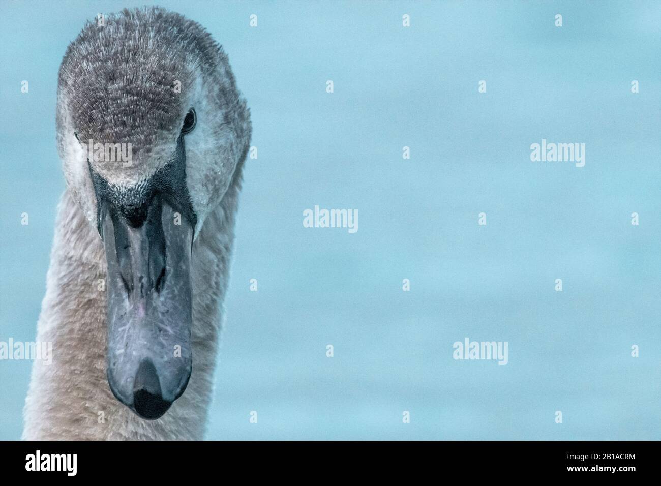 Nahaufnahme Gänsegesicht Stockfoto