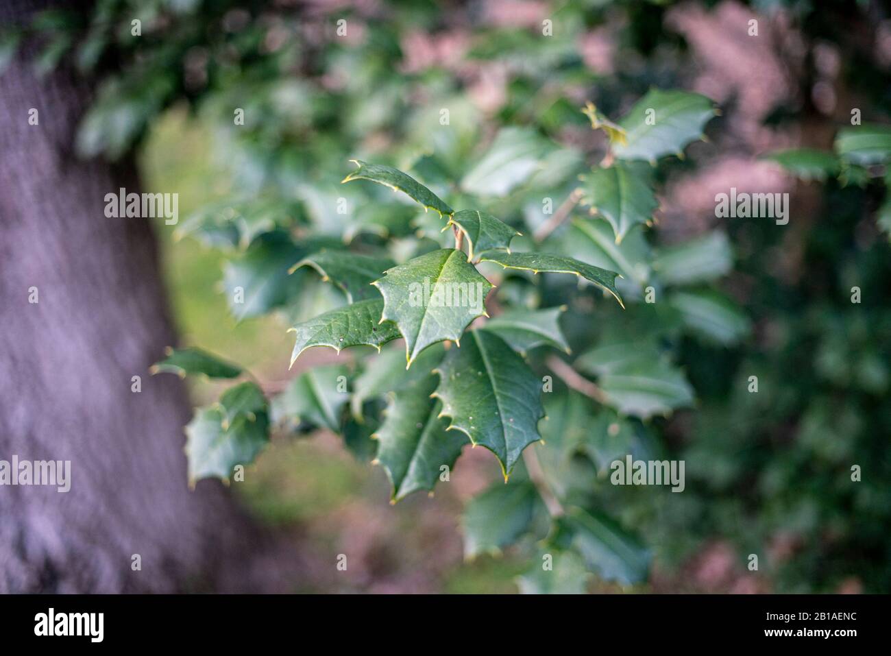 Gezackte Kanten Stockfoto