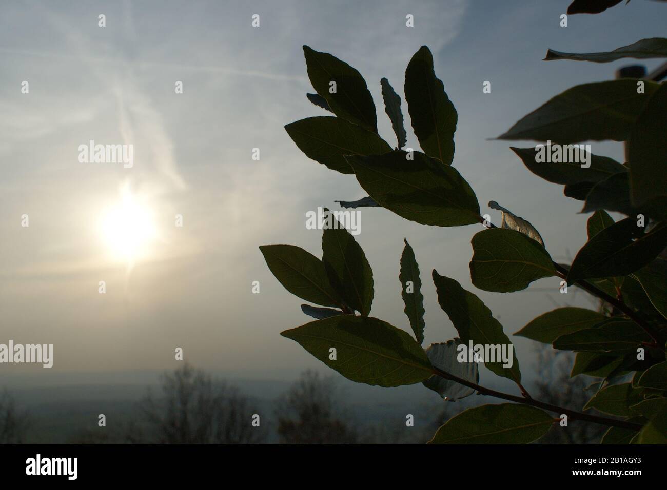 Bay Tree Silhouette Stockfoto