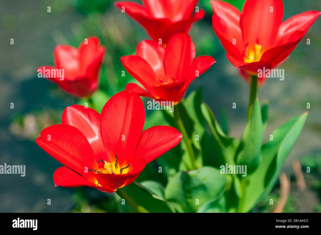 Leuchtend rote Tulpenblumen. Blumenstrauß im Frühling. Selektive Fokussierung auf den Vordergrund. Stockfoto