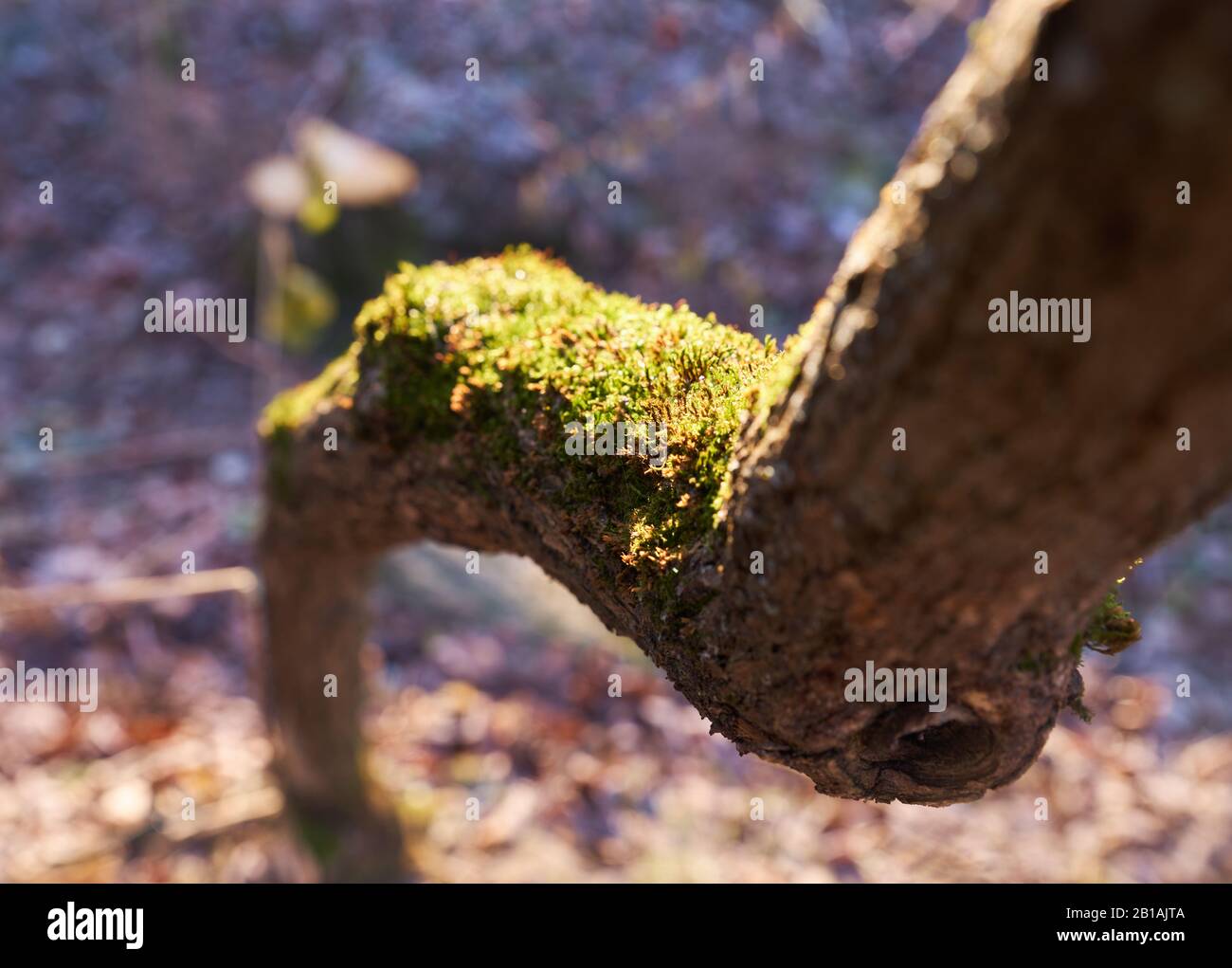 Moos auf einem gebogenen Baumstamm, der von der Sonne angezündet wird Stockfoto