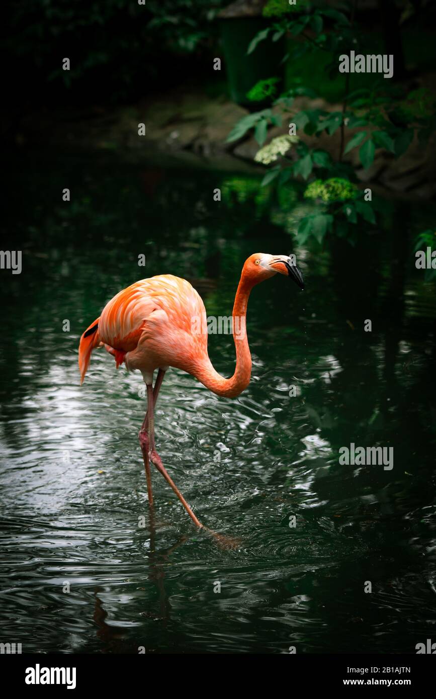 Ein amerikanischer Flamingo, der auf einem Fluss spazieren geht Stockfoto