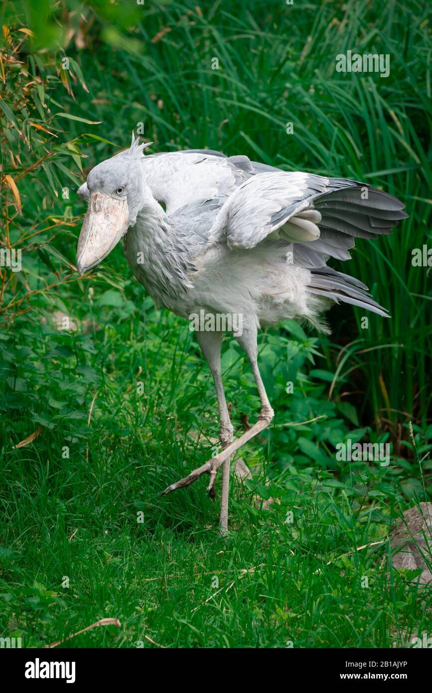 Weißer Shoebill Stork auf grünen Gräsern Stockfoto