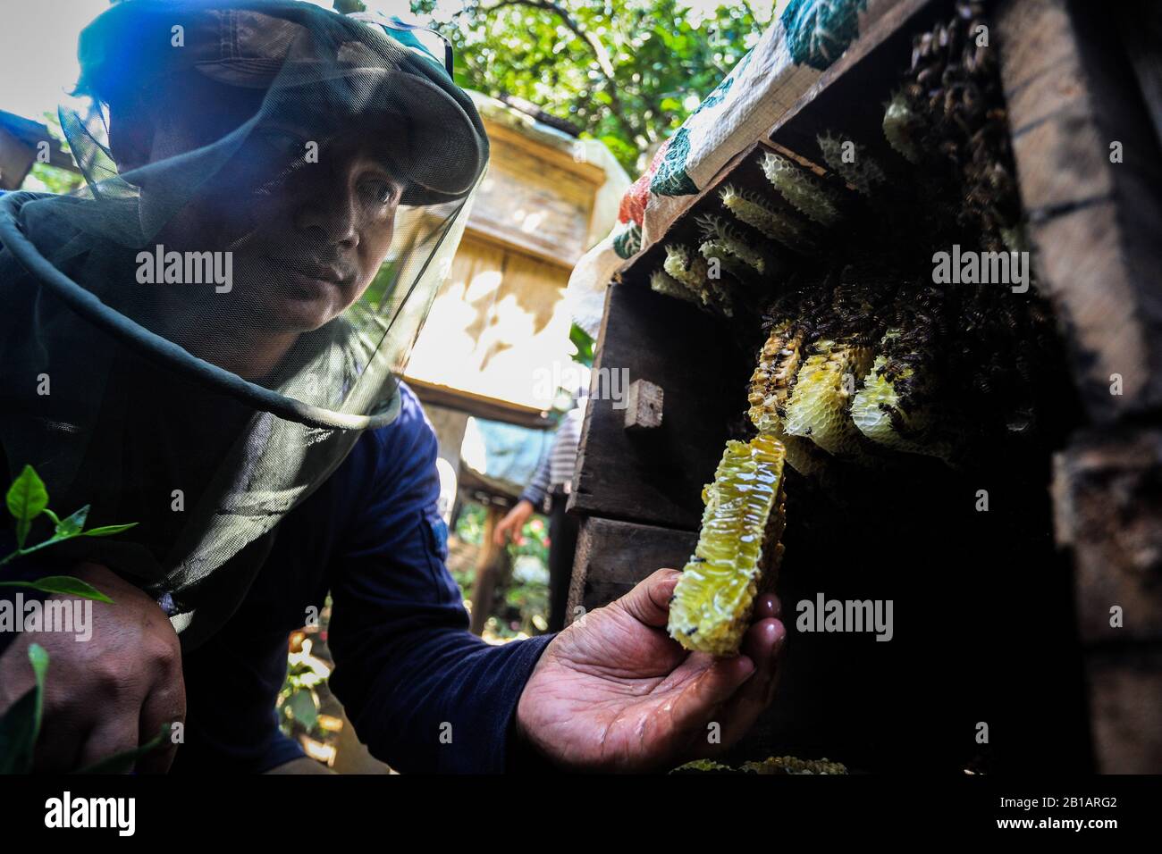 Ein Mann erntet Honigbiene in der Zucht von Maribaya, Lembang, Bandung Regency, West Java, Indonesien, 22. Februar 2020. (Foto von Agvi Firdaus/INA Photo Agency/Sipa USA) Stockfoto