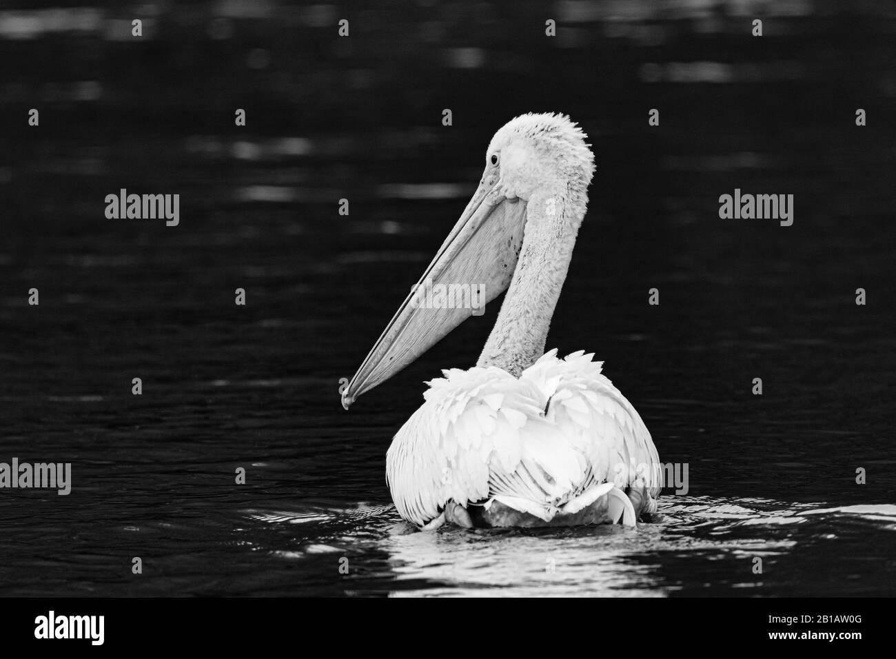 Am frühen Morgen wird in Disney, Oklahoma 2020, nach den Pelikanen gefischt Stockfoto