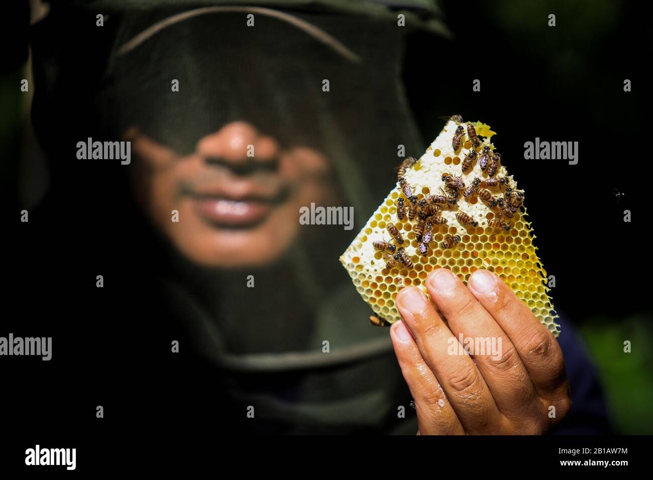 Ein Mann erntet Honigbiene in der Zucht von Maribaya, Lembang, Bandung Regency, West Java, Indonesien, 22. Februar 2020. (Foto von Agvi Firdaus/INA Photo Agency/Sipa USA) Stockfoto