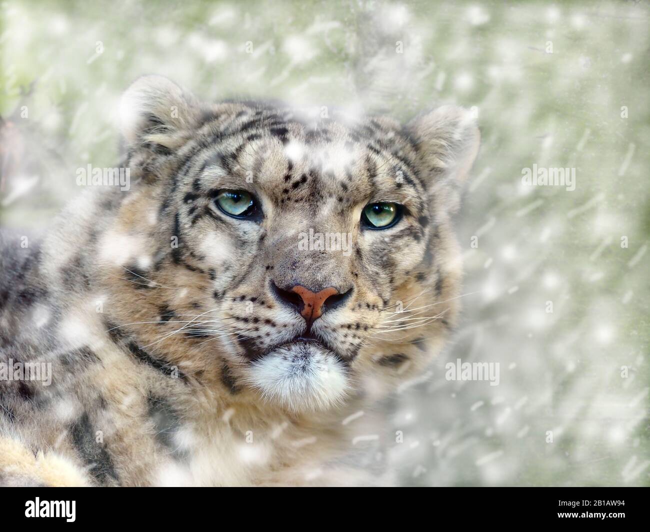 Portrait of Captive Snow Leopard oder Unze Panthera uncia Stockfoto