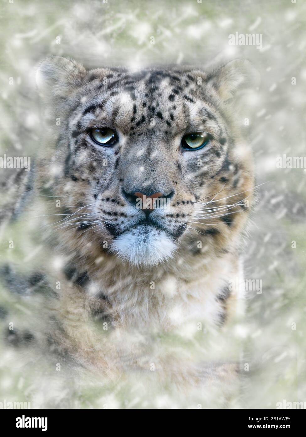 Portrait of Captive Snow Leopard oder Unze Panthera uncia Stockfoto