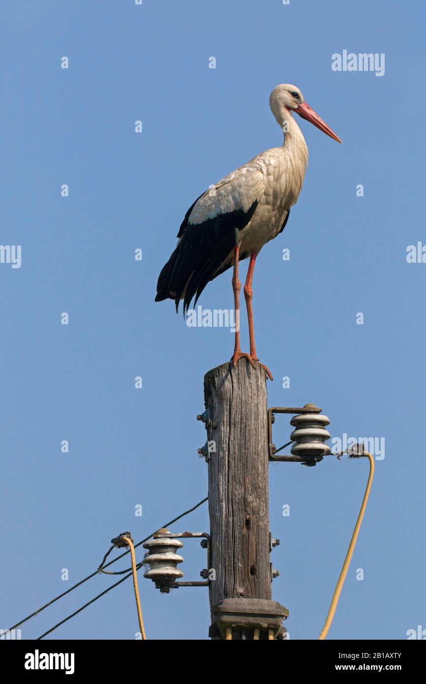 Weißstorch (Ciconia ciconia) thront im Frühjahr auf dem Versorgungspol Stockfoto