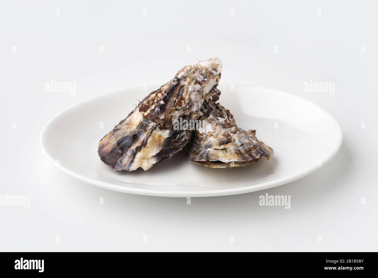 Gekochte Austern auf Platte isoliert auf weißem Hintergrund Stockfoto