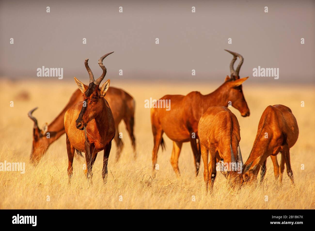 Hartbeest Anthelopen-Herde, Etosha Ntional Park, Namibia Stockfoto