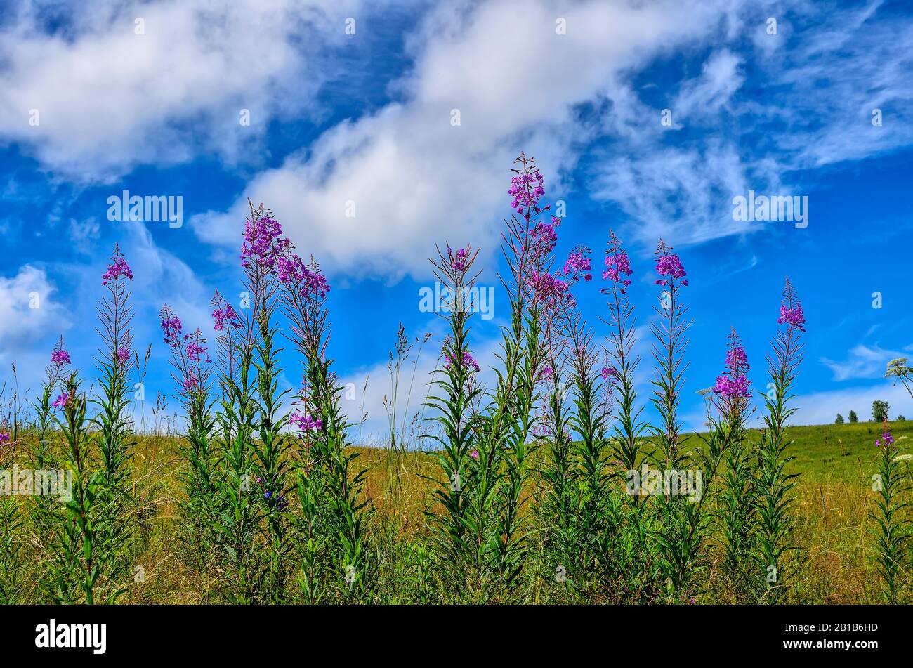 Sommerwiese mit blühendem Feuerkraut (Chamaenerion angustifolium oder Epilobium angustifolium) - Heilkraut am Hang am sonnigen Sommertag mit bea Stockfoto