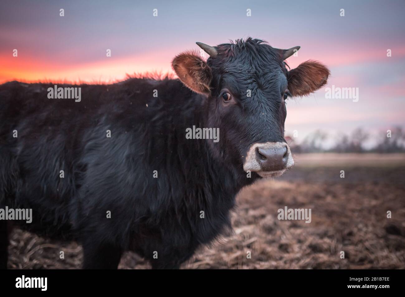 Fröhliche Kuh oder ein Stier auf einer schlammigen Wiese bei Sonnenuntergang im Winter. Nahaufnahme der schwarzen Kuh. Stockfoto
