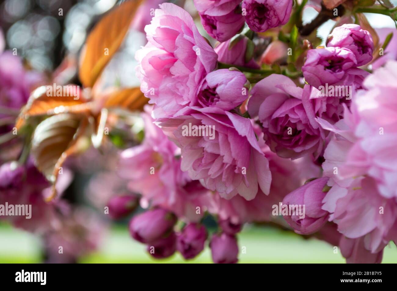 Pink Cherry Blossom Tree wird im Frühling in Glasgow, Schottland, lebendig Stockfoto