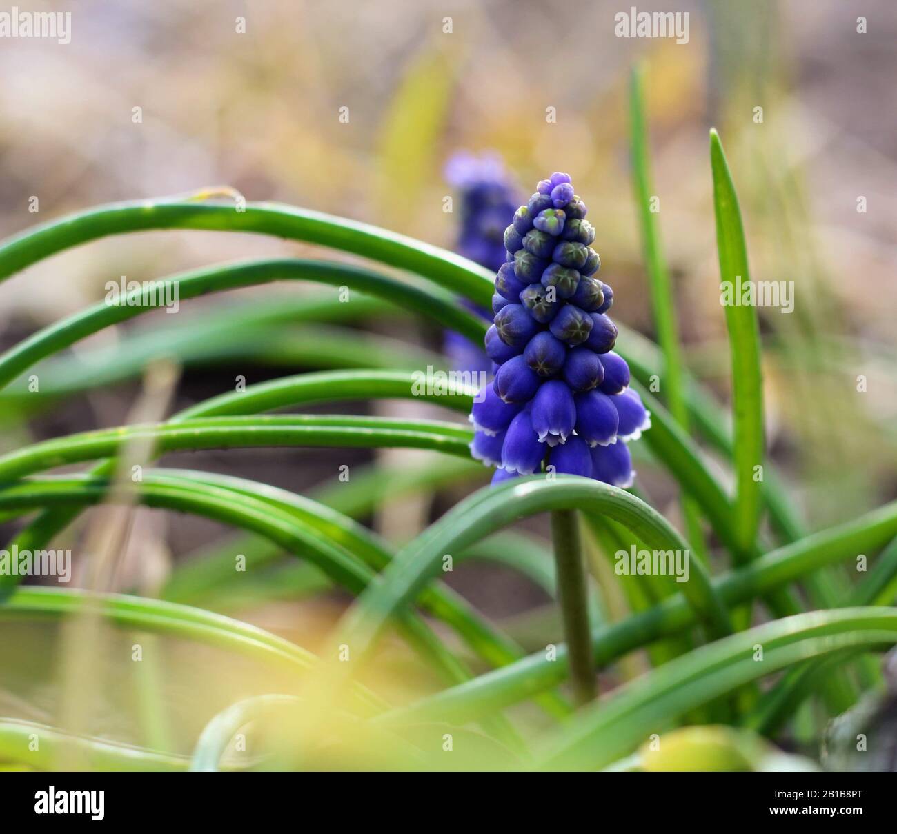 Traubenhyazinthe, die von einem Baum blüht. Die ersten Anzeichen des Frühlings. Stockfoto