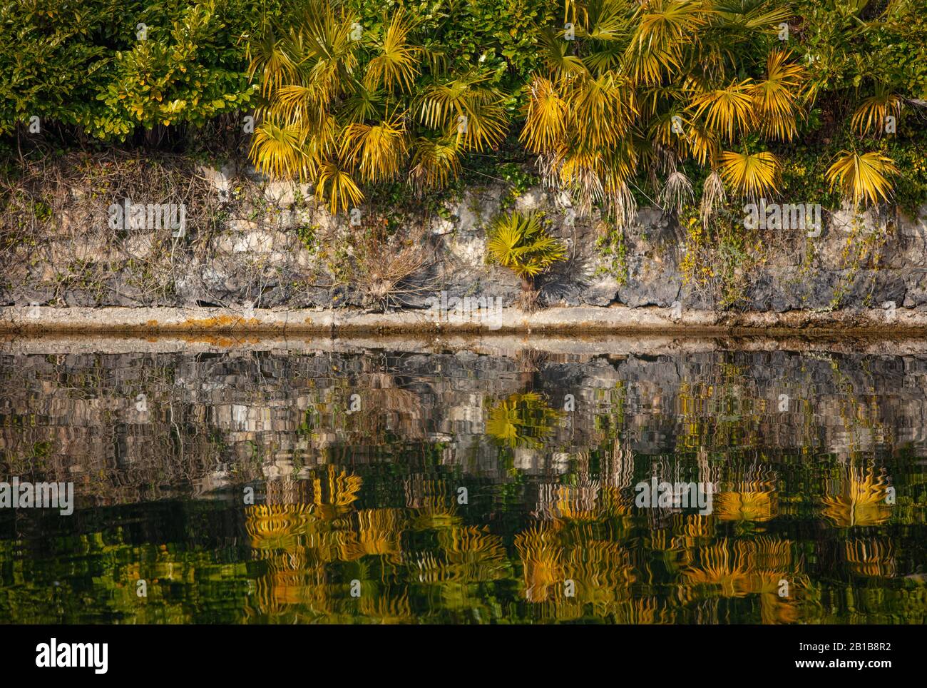 Ein wunderschönes Detail der Fölanlage und der Palmenblätter, die sich im Wasser widerspiegeln, Lavena Ponte Tresa, der Luganersee, Italien Stockfoto