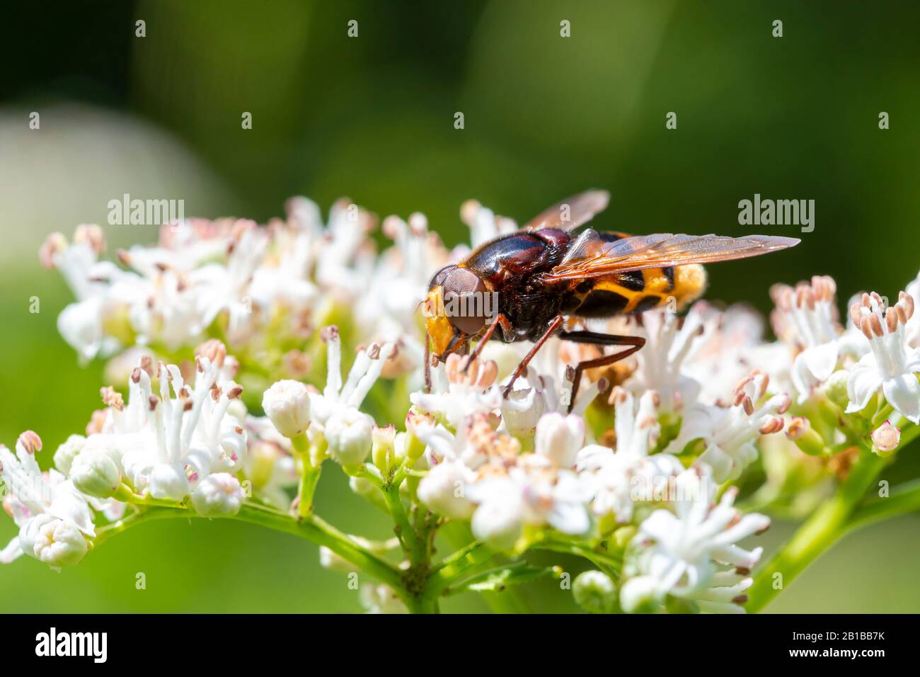 Eine Biene, Hornet sitzt und füttert oder bestäubt weiße Blumen Stockfoto