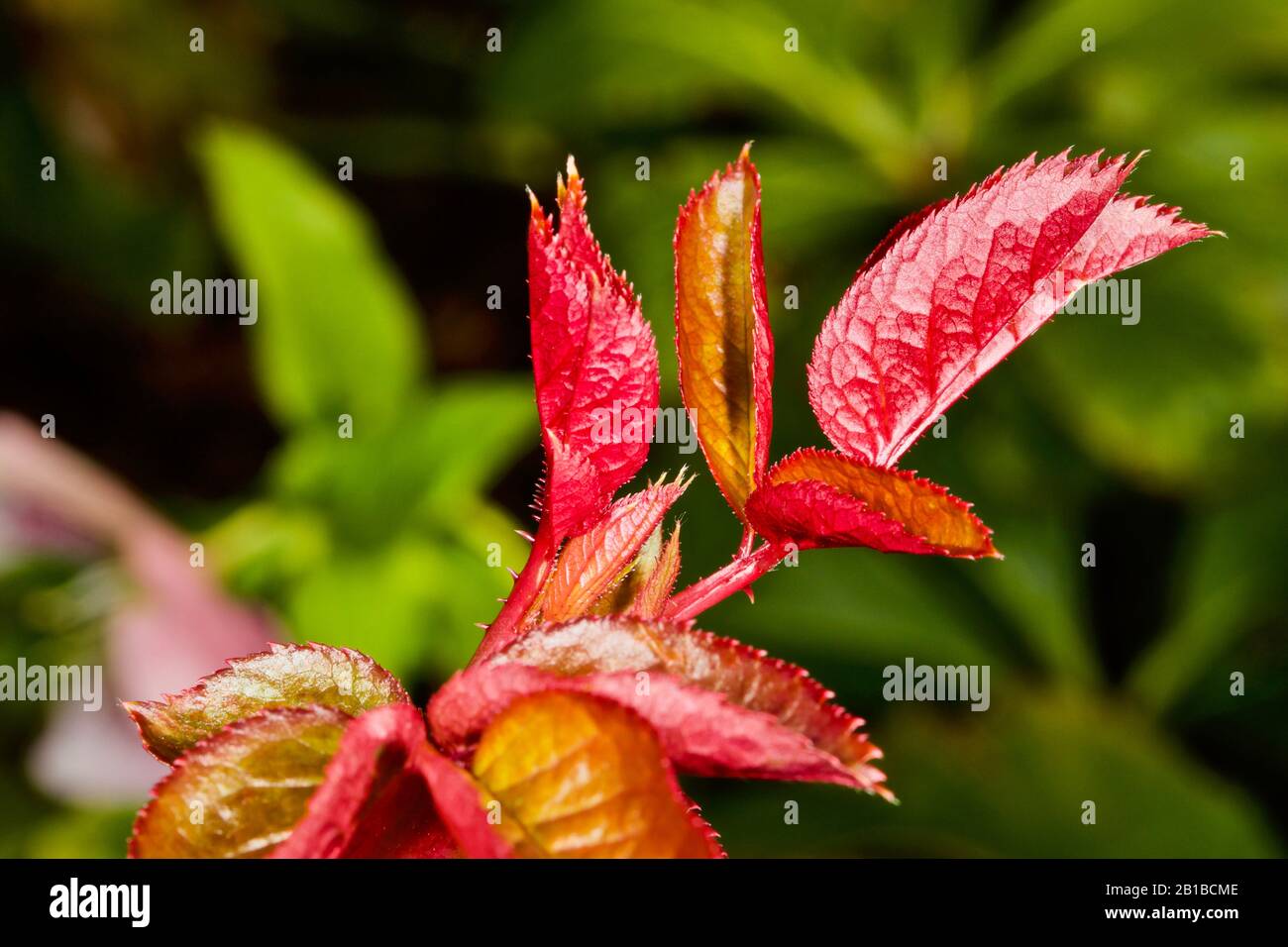Frühes Frühlingswachstum Stockfoto