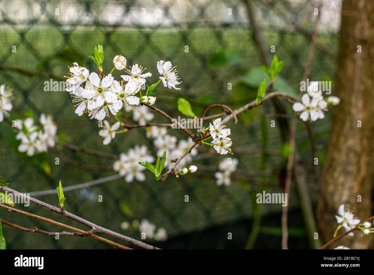 Pflaumenbaum verdammt Blumen Stockfoto