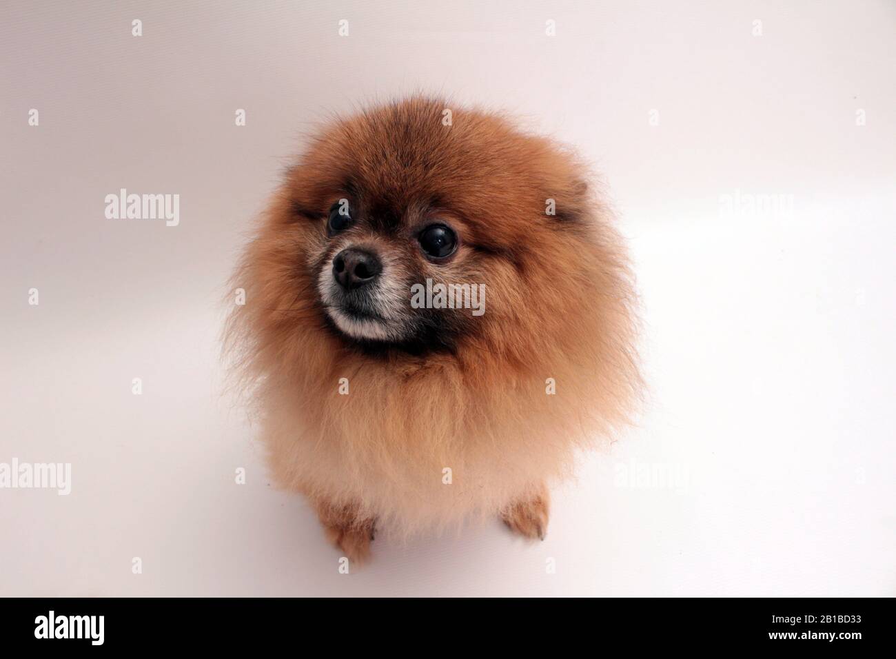 Pommerschen Hund Stockfoto
