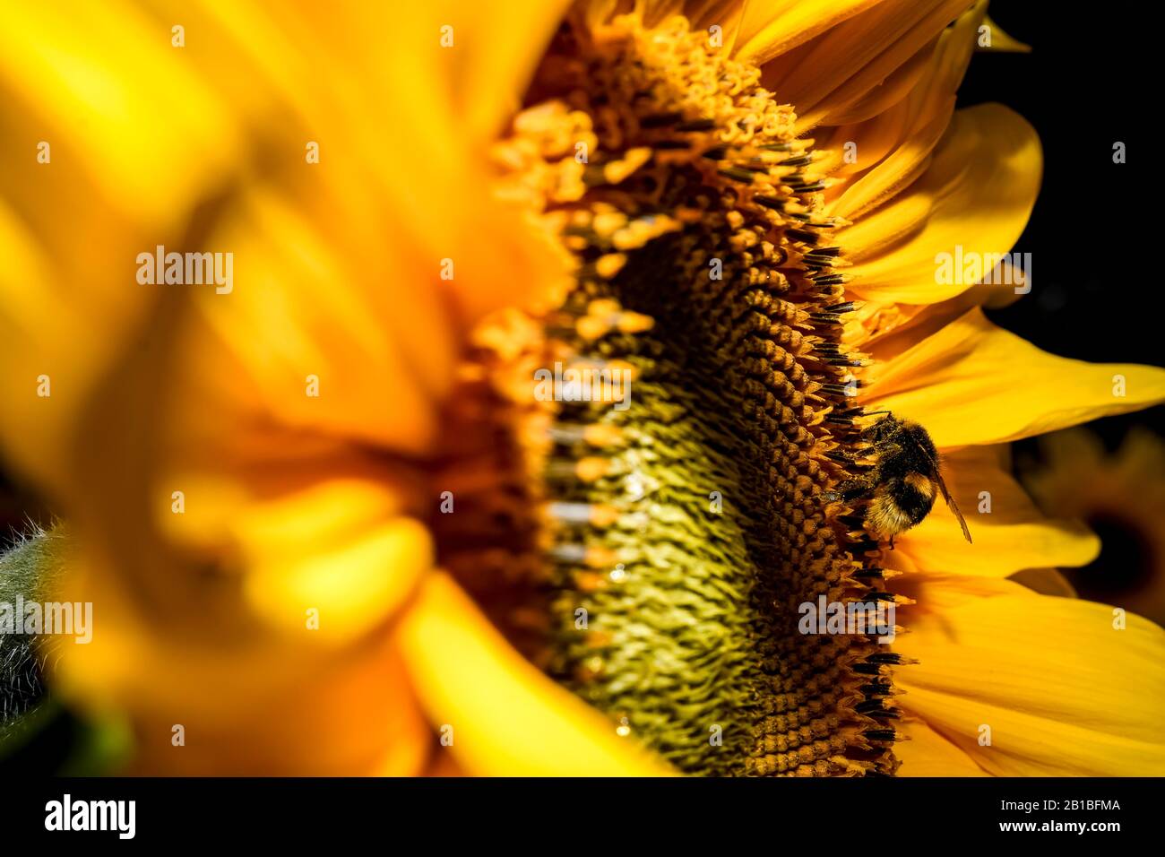 Eine Biene, die Pollen von einer Sonnenblume trinkt Stockfoto