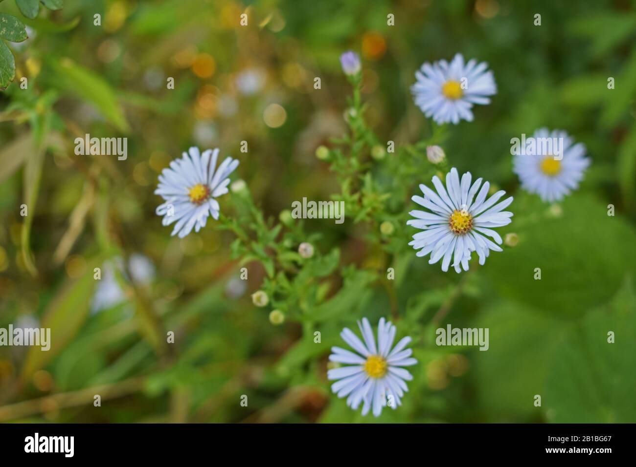 Wilde Aster Blumen, die in einem Park wachsen Stockfoto