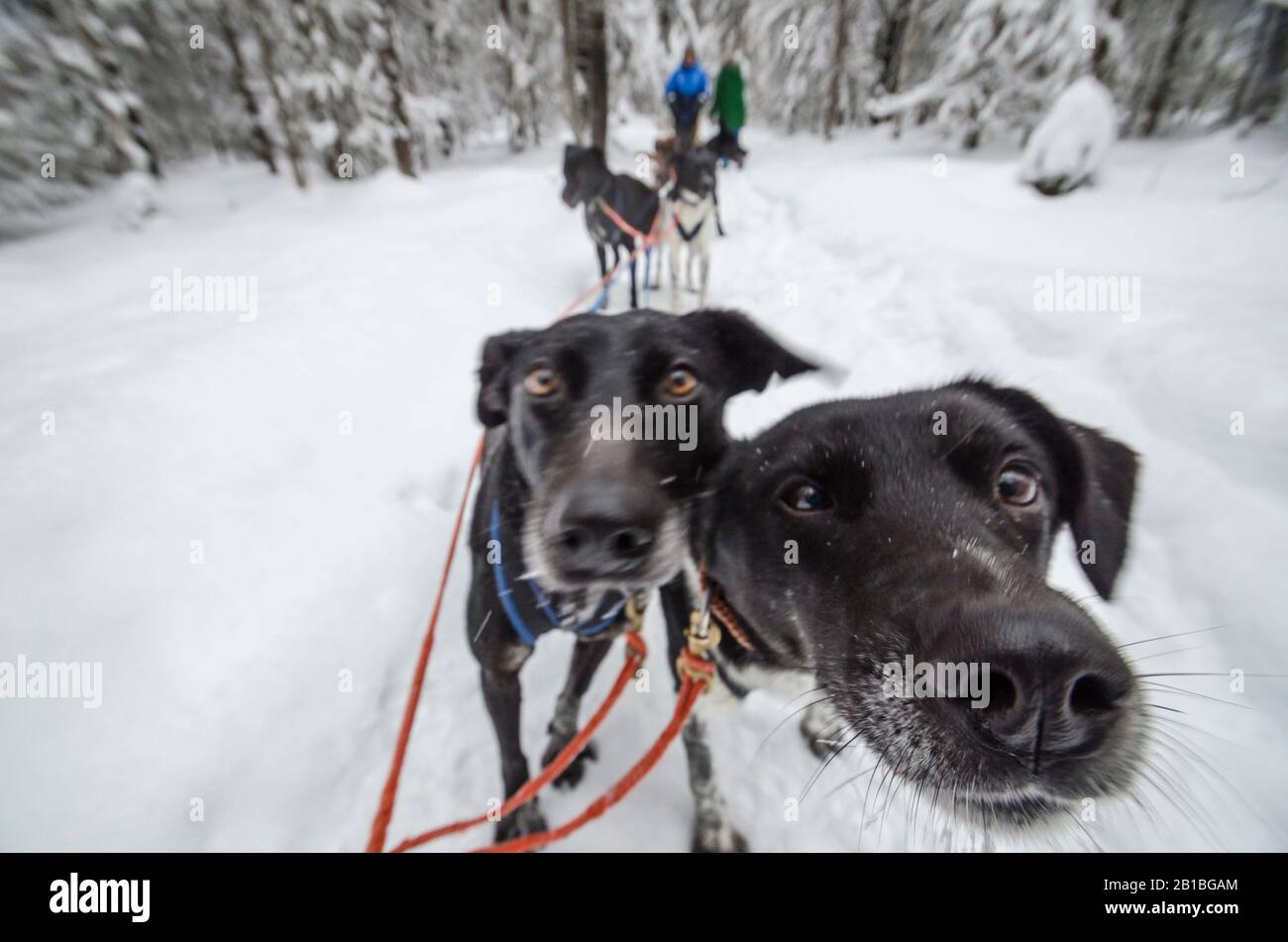 Februar 2020 - Werksdorf. Hundeteam mit lustigen Hunden. Russland, Region Archangelsk Stockfoto