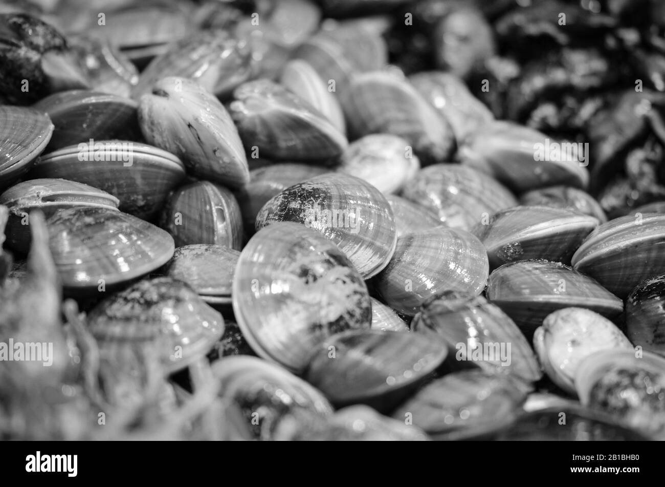 Frische Mischung Meeresfrüchte innerhalb des Fischmarktes - Krake, Muscheln, Austern, Garnelen, Calamari, Fisch Stockfoto