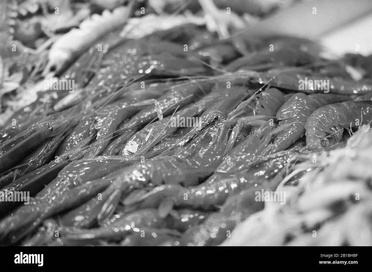 Frische Mischung Meeresfrüchte innerhalb des Fischmarktes - Krake, Muscheln, Austern, Garnelen, Calamari, Fisch Stockfoto