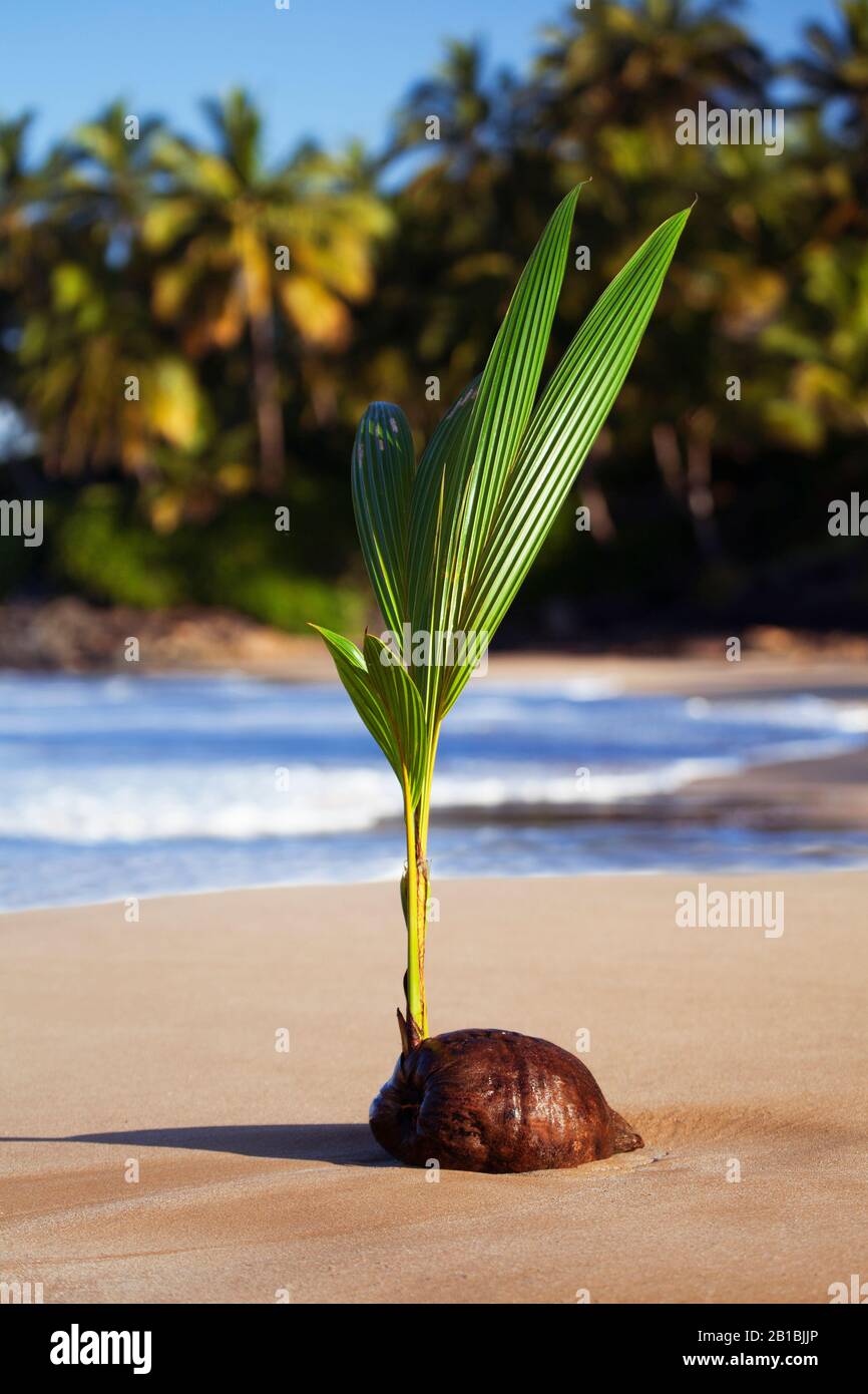 Kokosnussseedling sprießt zum Leben, Maui, Hawaii. Stockfoto