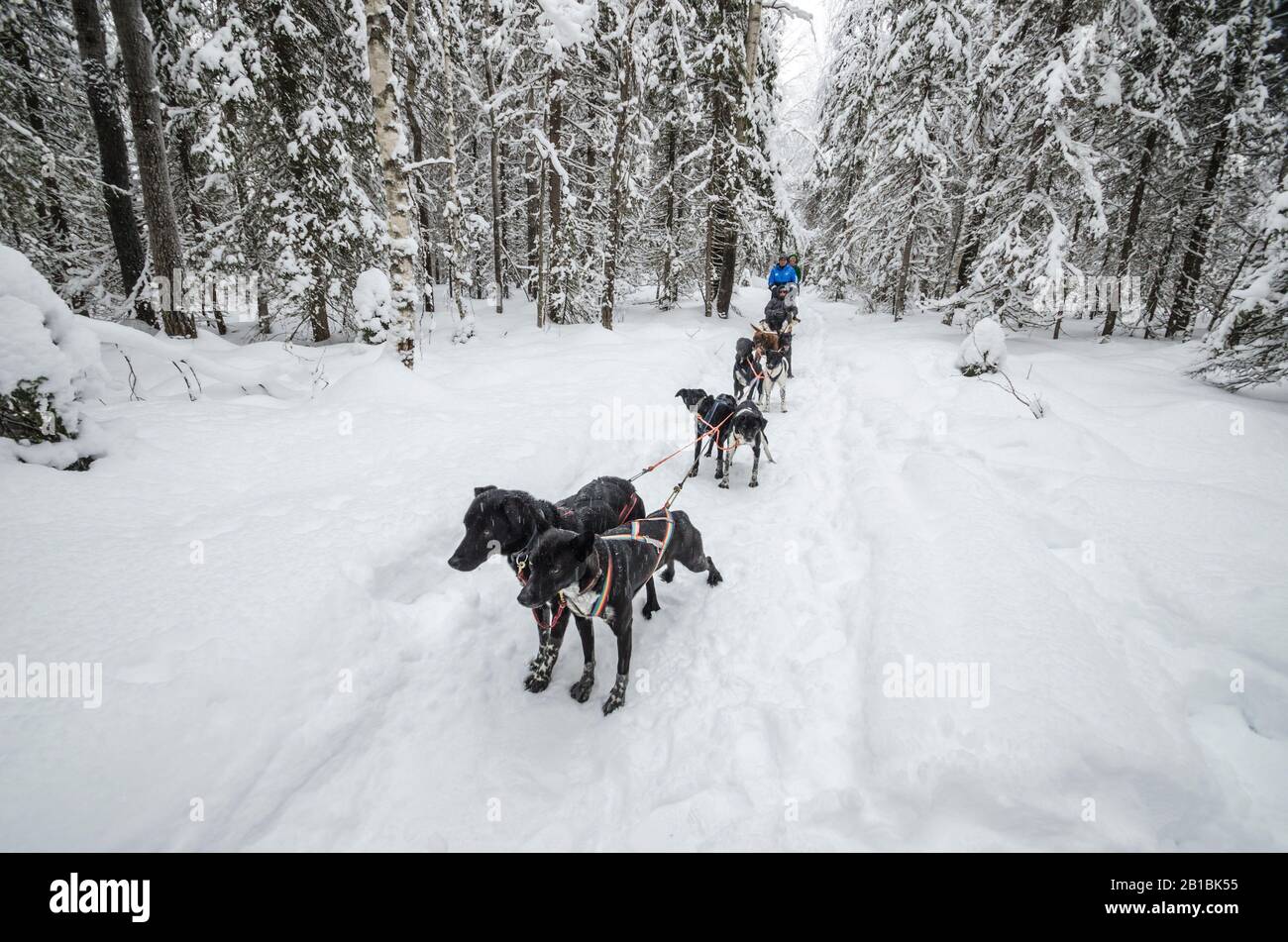 Februar 2020 - Werksdorf. Hundeteam mit lustigen Hunden. Russland, Region Archangelsk Stockfoto