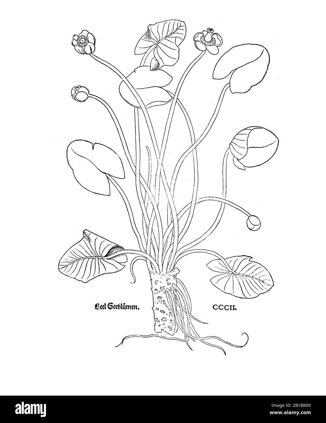 Fuchs 1543 Gelb. Stockfoto