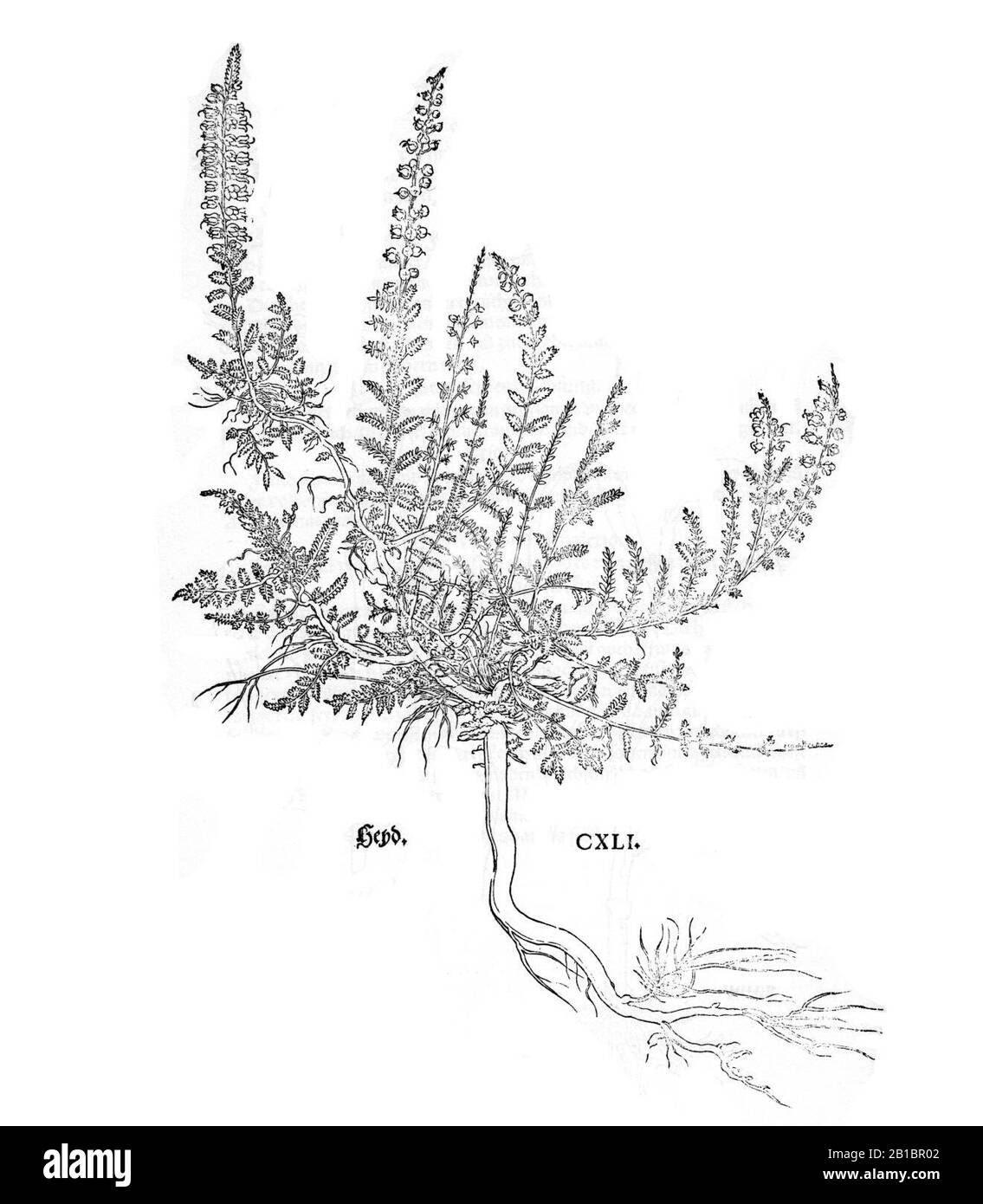 Fuchs 1543 Heyd. Stockfoto