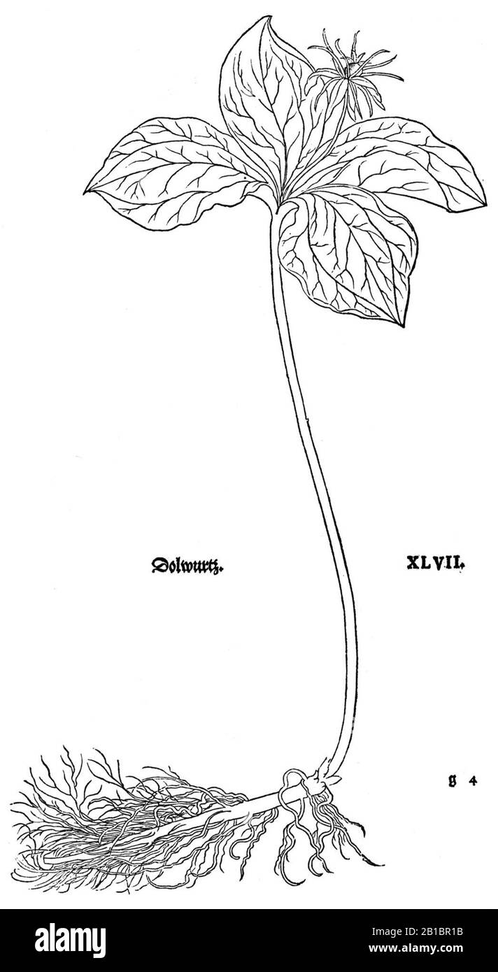 Fuchs Dolwurz 1543. Stockfoto