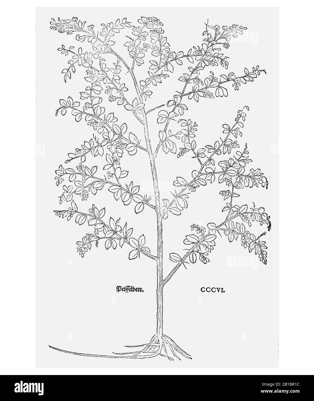 Fuchs 1543 Berberis. Stockfoto