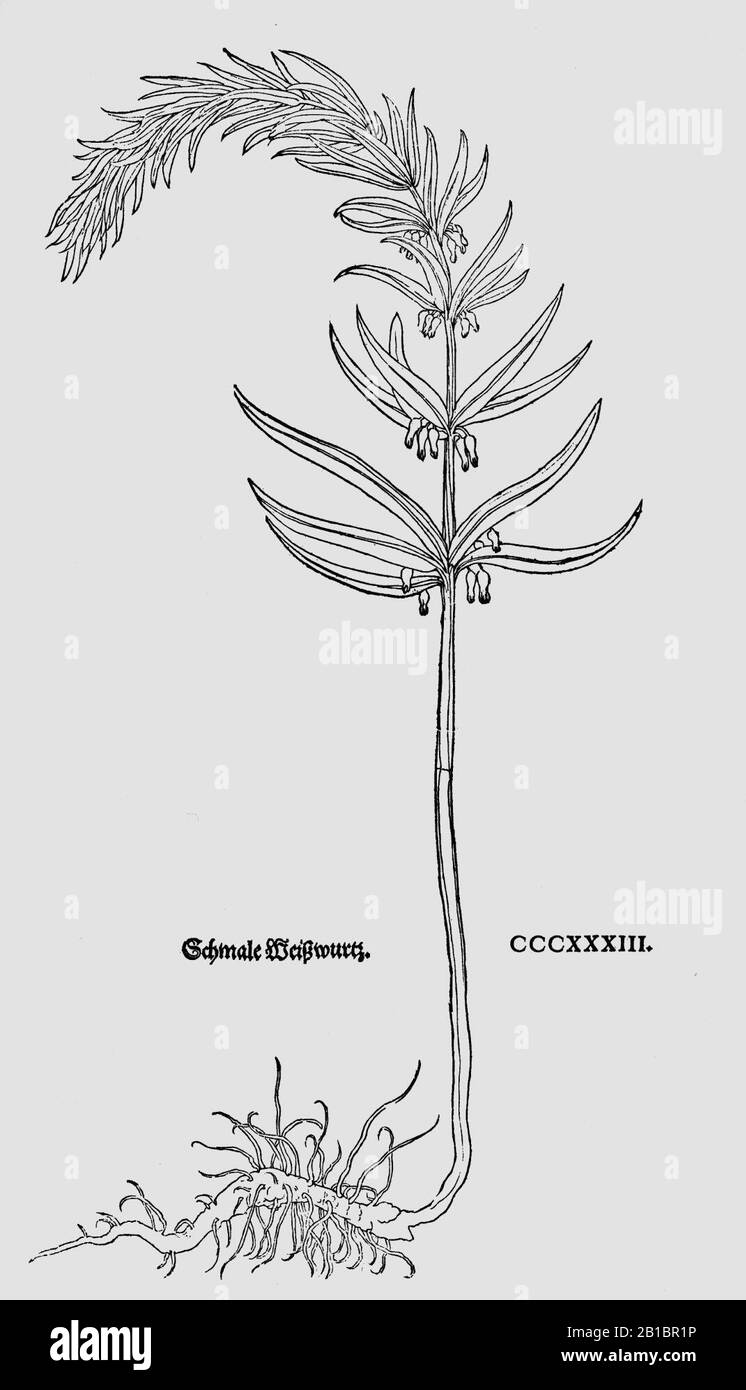 Fuchs 1543 P. verticillata. Stockfoto