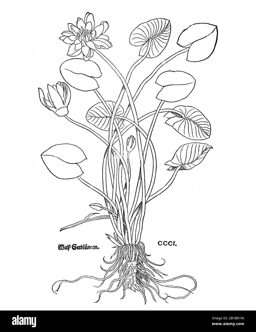 Fuchs 1543 weiss. Stockfoto