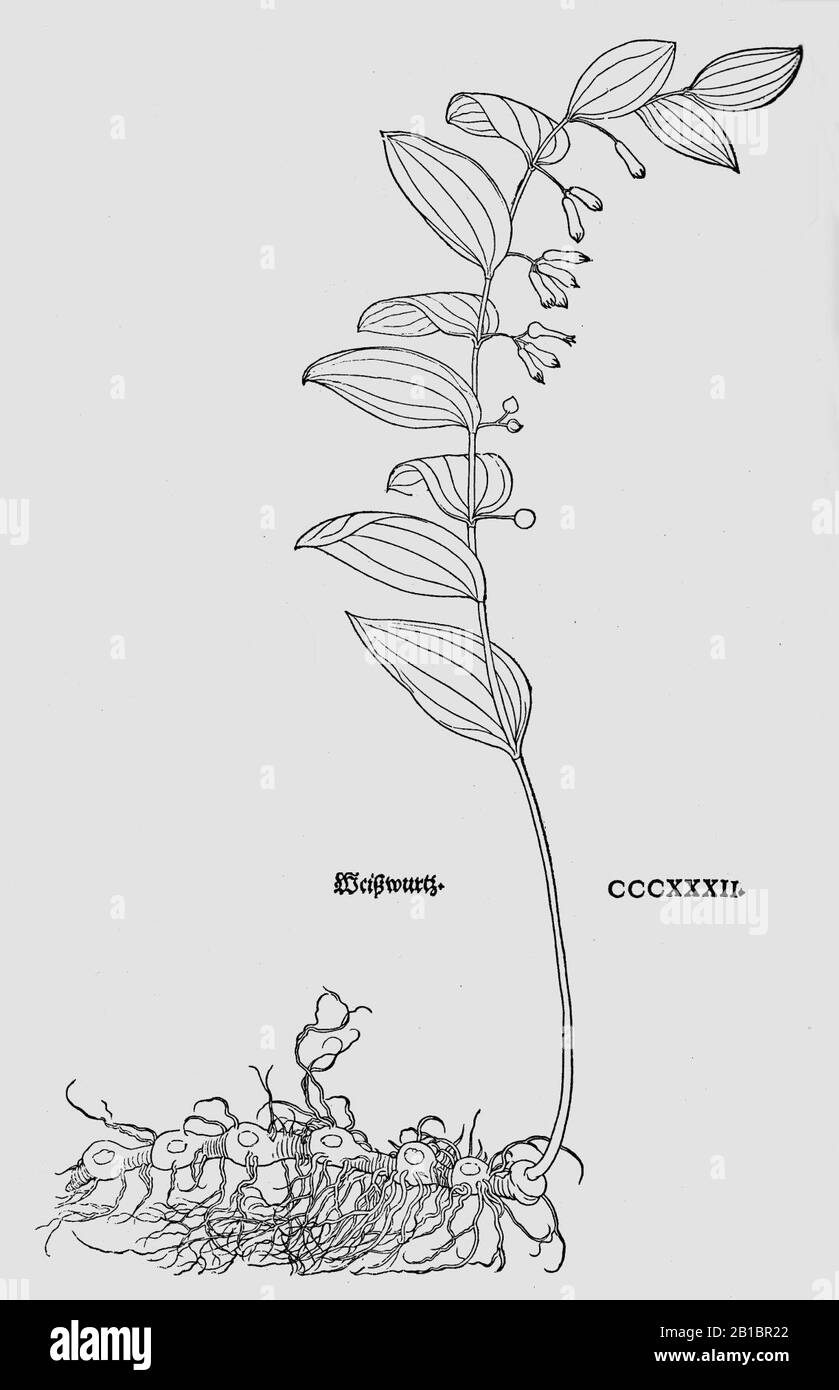 Fuchs 1543 P. multiflorum. Stockfoto