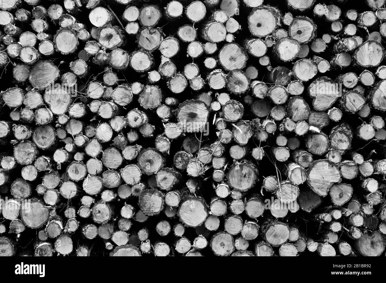 Holz in einem schönen und bestellten Stapel mit klarem Muster schneiden. Stockfoto