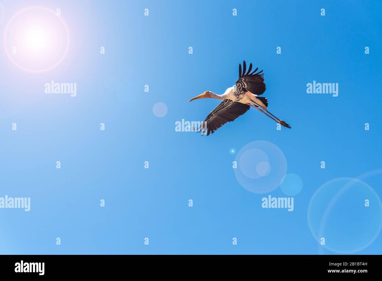 Bemalter Stork oder Mycteria Leucocephala, ein einzelner großer Vogel, der allein am hellblauen Himmel fliegt, Schöne Wildtiere in der Natur verleihen der Sonne Linseneffekt Stockfoto Bemalter Stork oder Mycteria Leucocephala, ein einzelner großer Vogel, der allein am hellblauen Himmel fliegt, Schöne Wildtiere in der Natur verleihen der Sonne Linseneffekt Stockfoto