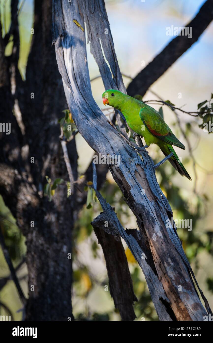 Weiblicher rotgeflügelter Papagei thront auf einem toten Baum in Sklerophyl-Waldland in Nord-Queensland, Australien Stockfoto