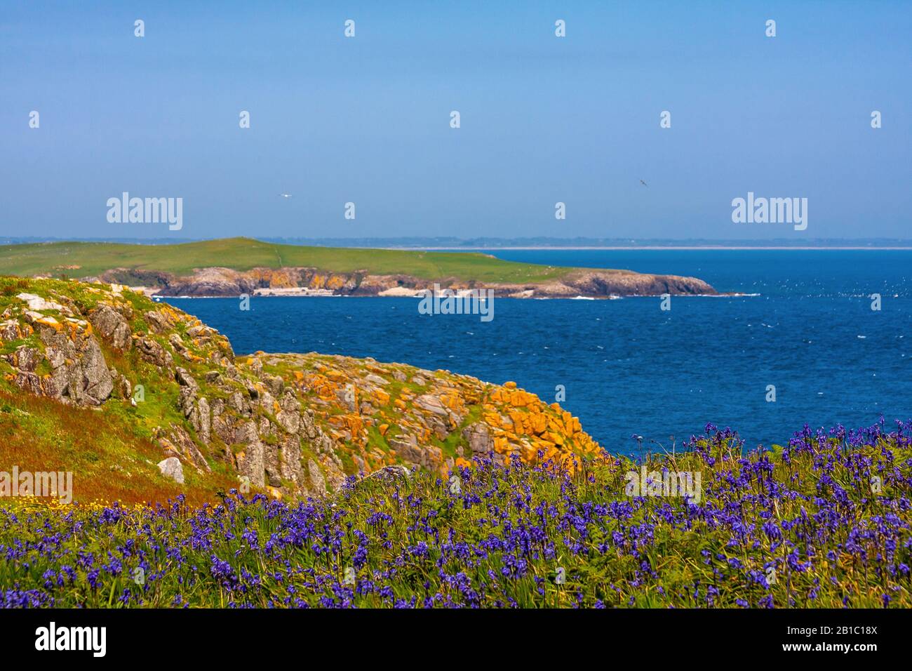 Malerische Landschaft der irischen Küste mit Teppich von Blaupenblumen, die zum Meer hin abfallen, und gelben Flechten bedeckten felsigen Klippen. Saltee Islands, Irland Stockfoto